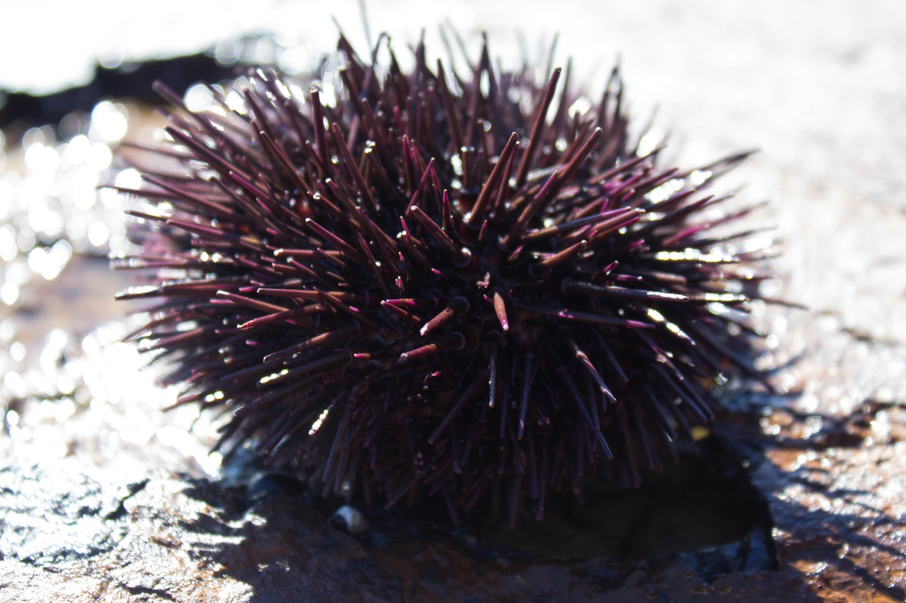 Little urchin by goosemanning