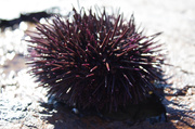 24th Apr 2013 - Little urchin