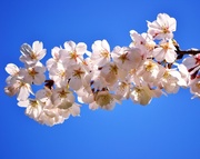 26th Apr 2013 - Cherry Blossoms