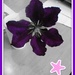 April Purple by pandorasecho