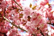 25th Apr 2013 - Blossoms
