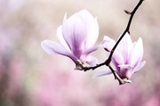 25th Apr 2013 - My magnolia