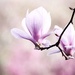 My magnolia by judithg