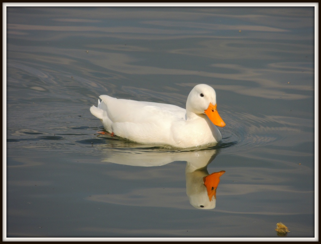 Once upon a time there was a little white duck by rosiekind
