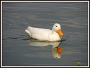 25th Apr 2013 - Once upon a time there was a little white duck