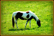 25th Apr 2013 - Spotted Horse
