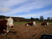 23rd Apr 2013 - Hereford cattle....