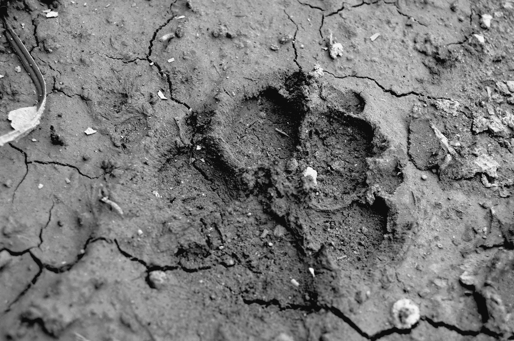 Footprint, which is also printed in my heart. by pavlina