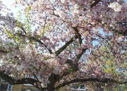 25th Apr 2013 - Cherry Blossom Time 