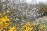 19th Apr 2013 - Blackthorn and gorse 