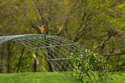 25th Apr 2013 - Bird On A Wire
