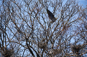 25th Apr 2013 - Heron Rookery