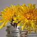 Yellow in a jar by jayberg