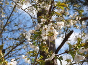 25th Apr 2013 - Springtime
