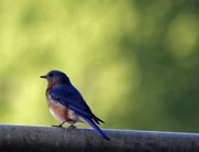 26th Apr 2013 - Sunset Bluebird