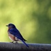 Sunset Bluebird by darylo