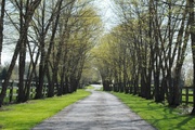 26th Apr 2013 - Spring Canopy at the Horse Farm