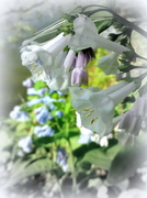 24th Apr 2013 - White Virginia Bluebells