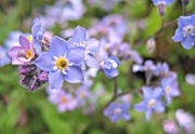 26th Apr 2013 - forget-me-nots