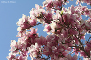 25th Apr 2013 - Magnificent Magnolia
