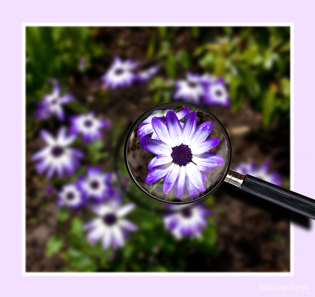 26.4.13 Senetti magnified by stoat