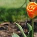 Tulips All Puckered Up by alophoto