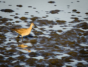 26th Apr 2013 - Muddy Footed Whimbrel 