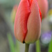 Closed tulip by nicoleterheide