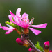 spring blossom by peadar