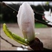 Three phases of magnolia - 26-4 by barrowlane