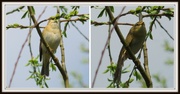 26th Apr 2013 - Willow Warbler I think