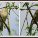 Willow Warbler I think by rosiekind