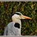 My friend the heron again by rosiekind