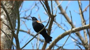 18th Jan 2013 - Smile:  Redwing Blackbird