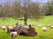 24th Apr 2013 - Spring lambs....