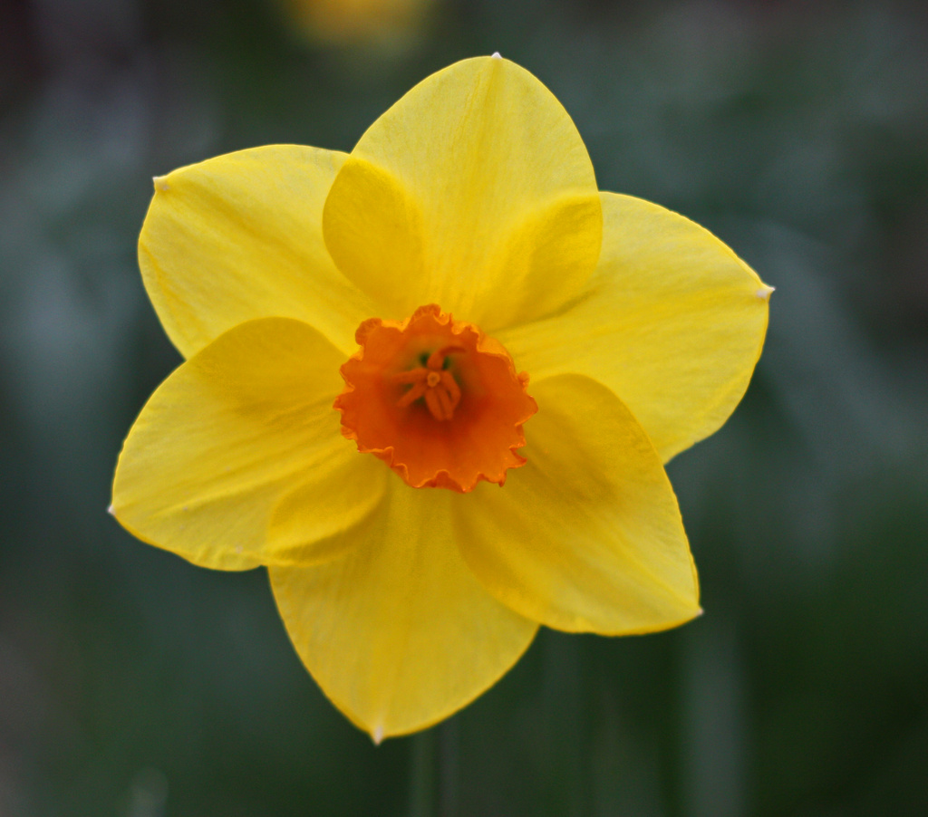 Floating Daff by phil_howcroft