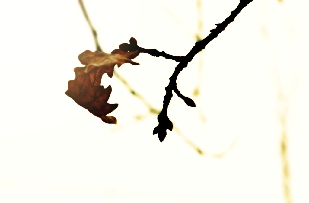 just a leaf by edie
