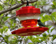 26th Apr 2013 - My hummers are back