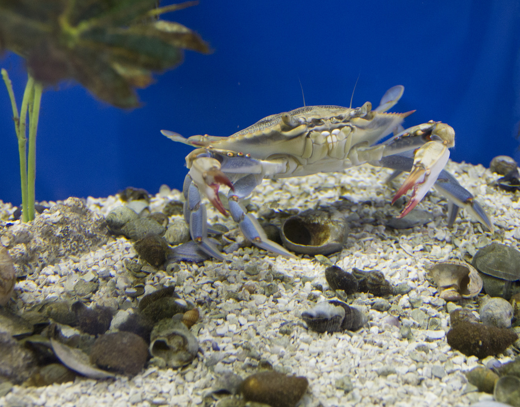 crab by hjbenson