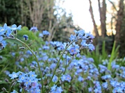 27th Apr 2013 - forget-me-not field