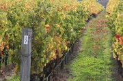 27th Apr 2013 - Vines in the Hawkes Bay