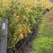 Vines in the Hawkes Bay by rustymonkey