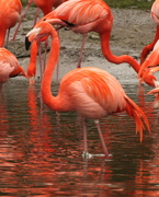 24th Mar 2013 - Welsh Flamingos