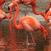 Welsh Flamingos by lbmcshutter