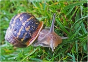 27th Apr 2013 - Spring's Arrived....So Have The Snails!