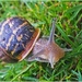 Spring's Arrived....So Have The Snails! by carolmw