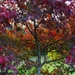 Tree of many colours by pictureme