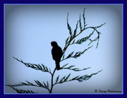 27th Apr 2013 - Bird in the treetop