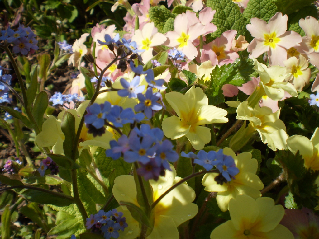 Forget-me-nots and primroses.. by snowy
