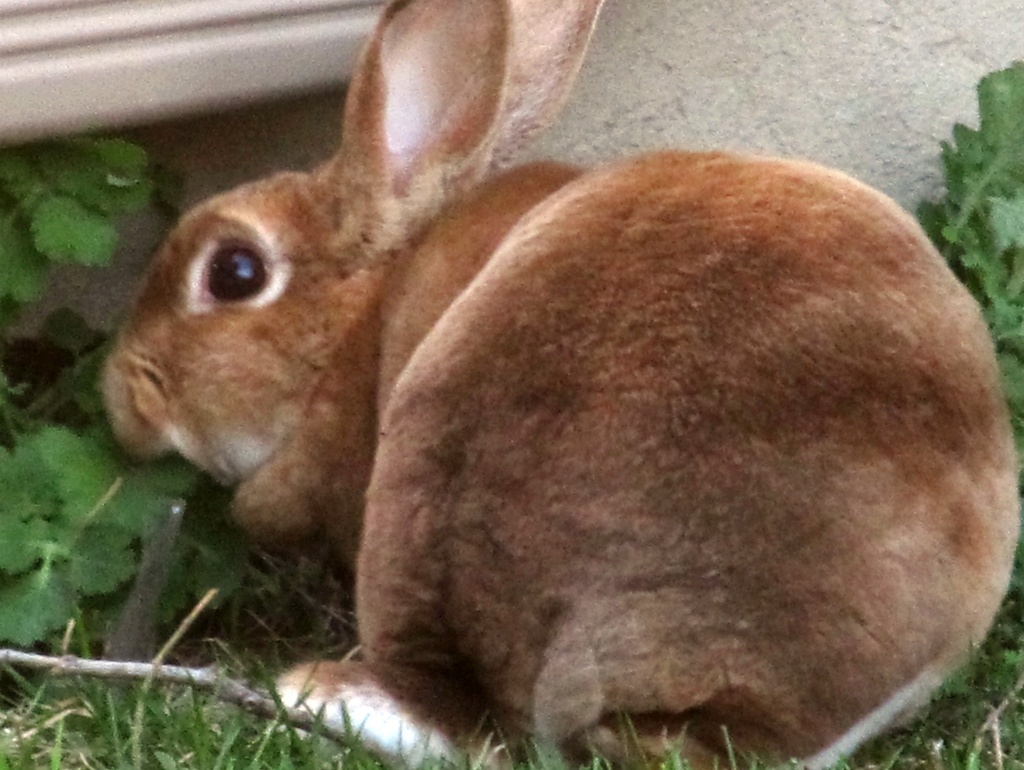 sooc bunny  by summerfield